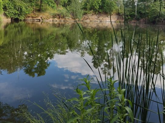 Steinbruch (Schweinerden)-1