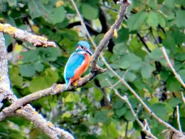 Wertach (Kaufbeuren)