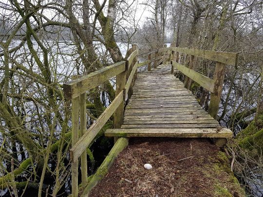 Goldmoor (Löwenstedt)-3