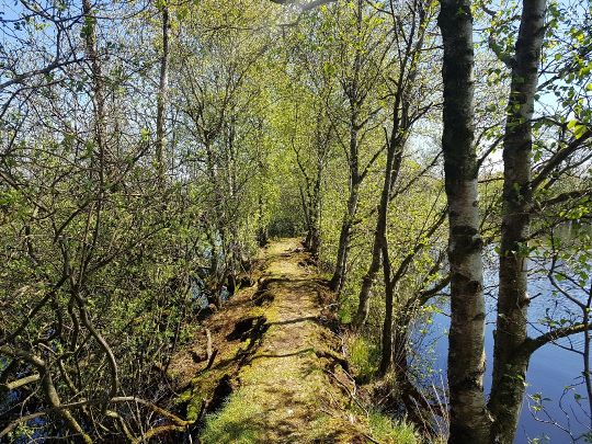 Goldmoor (Löwenstedt) angeln