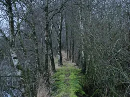 Goldmoor (Löwenstedt)-1