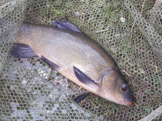 Vereinsgewässer ACF Lampertheim