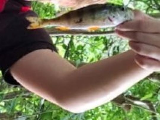 Krummer See (Kargow)-3