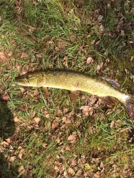 Stadtparksee Norderstedt