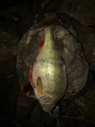 Pieschner Hafen (Dresden)