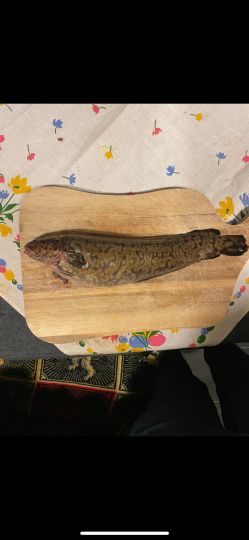 Ilmenau (Winsen/Luhe)-4