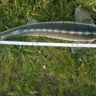 Fischhof Baumüller-1