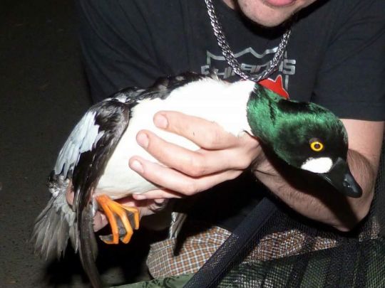 Hörsel (Eisenach)-1