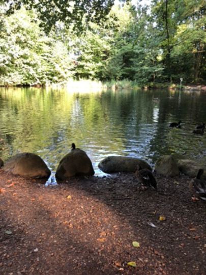 Stadtparkteich Kellinghusen