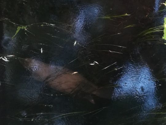 Mühlengraben (Banzkow)-3