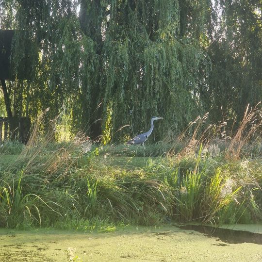 Mühlengraben (Banzkow)-1