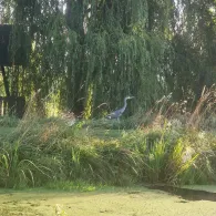 Mühlengraben (Banzkow)-1