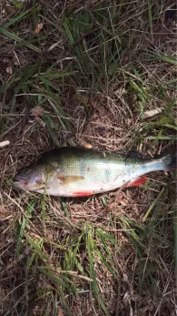 Elbe-Lübeck-Kanal (Witzeeze)-1