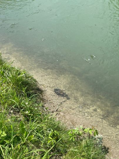 Mittlerer Isarkanal (Oberföhring)-3