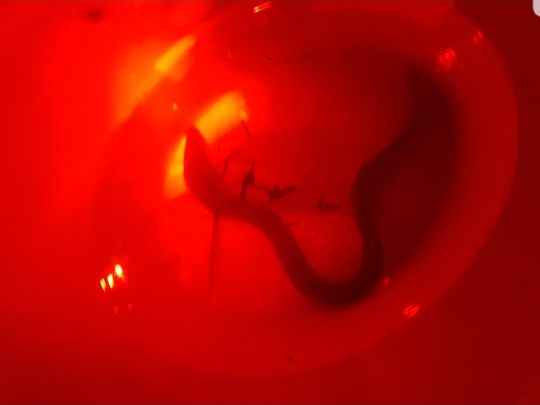 Werra (Tiefenort) -1