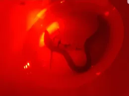 Werra (Tiefenort) -1