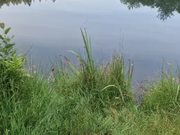 Teichanlage Friedrichstal-2