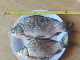 Angelparadies Plüderhausen-2