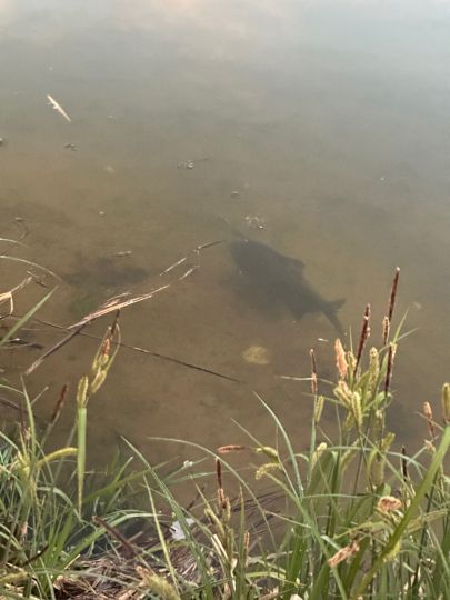 Rothsee (Hilpoltstein)-3