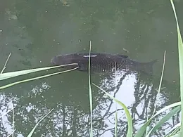 Faules Luch (Sperenberg)-1