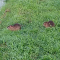 Großer Havelländischer Hauptkanal (Paulinenaue)