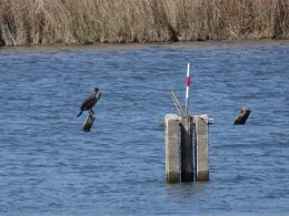 Großer Posthornsee (Halle)-4