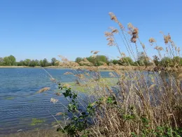 Großer Posthornsee (Halle)-2