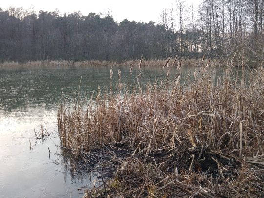 Koboldsee (Straupitz) angeln