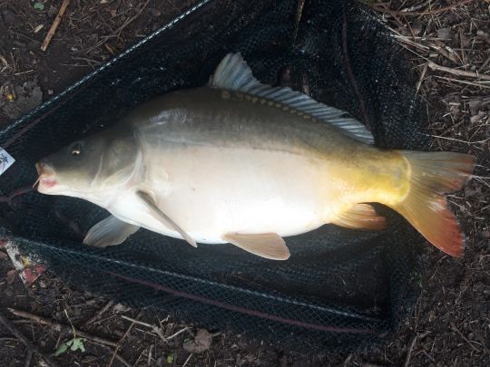 Stausee Postfelden-1