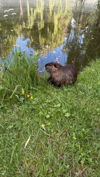 Karpfenteich (Jüterbog)-1