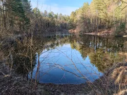 Birkenteich (Faßberg)-1