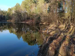 Birkenteich (Faßberg)-3