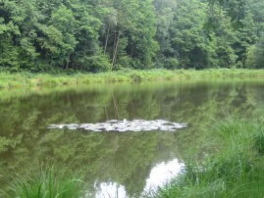 Pumpelteich (Walsrode) angeln