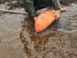 Neuweiher (Rückholz)