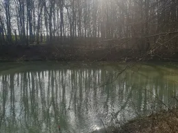 Brinkenweiher (Staudt)-1