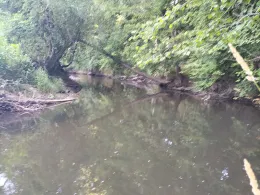 Weißer Main (Trebgast)-1