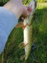 Oker (Braunschweig)-2