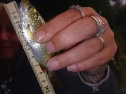 Grüner Teich (Grube Alfred)