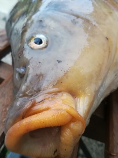 Oberer Eichbottsee-0