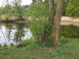 Spree (Radinkendorf)