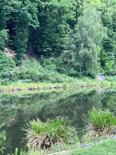 Teichanlage Schafbachweiher (Vallee du Schafbach)-4