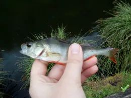 Teichanlage Schafbachweiher (Vallee du Schafbach)