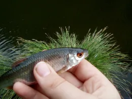 Teichanlage Schafbachweiher (Vallee du Schafbach)-2