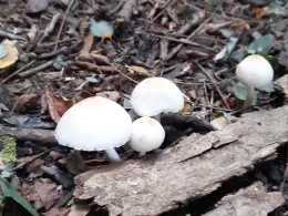 Ziegeleiteich Altenburg