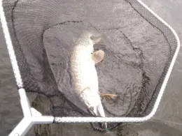 Königsberger See (Königsberg)