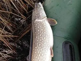 Königsberger See (Königsberg)-1