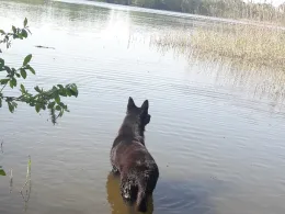 Königsberger See (Königsberg)-3