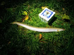 Königsberger See (Königsberg)-2