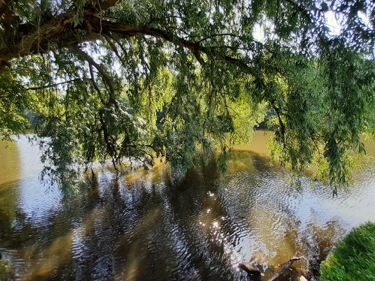 Ellernteich (Rastede)-2