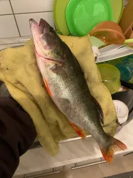 Baggersee Schutterwald-1